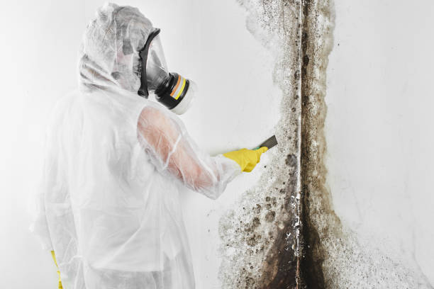 Best Basement Mold Remediation in Ada, OH