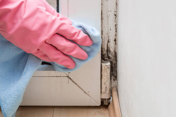 Ada, OH Mold Remediation Company